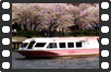 桜の川辺
